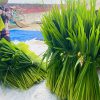 thu hoạch đòng đòng ngâm rượu 2