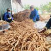 củ ba kích ngâm rượu