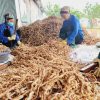 củ-ba-kích-ngâm-rượu-hợp-tác-xã-rượu-thành-nhàn