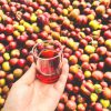 chén rượu mận 3