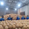 làm rượu dừa 1